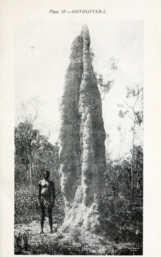 Australian insects..Sydney,W. Brooks[1907]. |  | Vintage Print Reproduction 459879