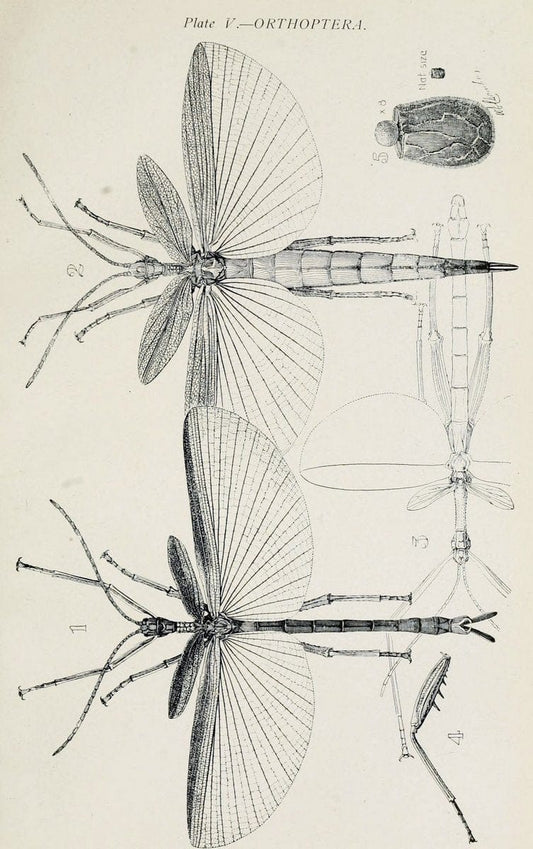 Australian insects..Sydney,W. Brooks[1907]. |  | Vintage Print Reproduction 459880