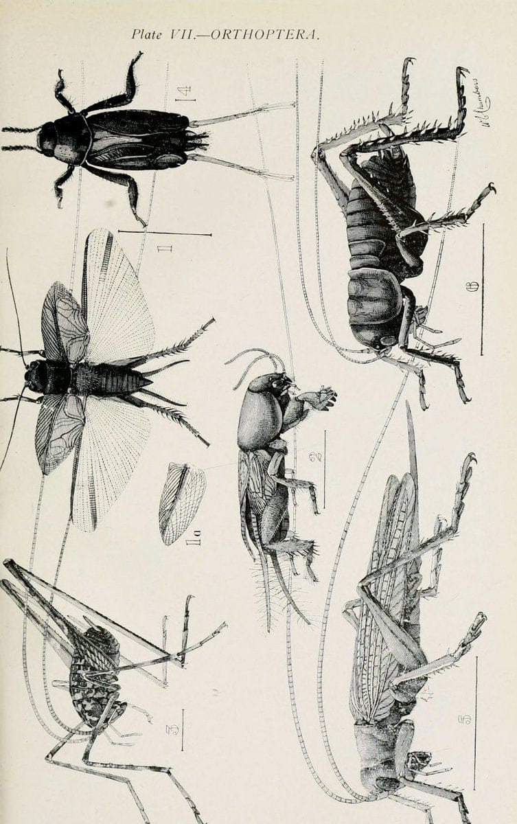 Australian insects..Sydney,W. Brooks[1907]. |  | Vintage Print Reproduction 459882