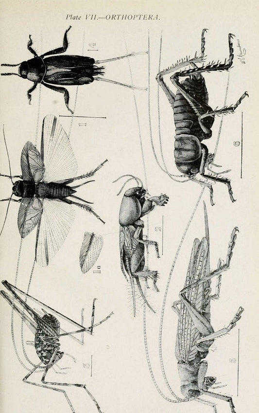 Australian insects..Sydney,W. Brooks[1907]. |  | Vintage Print Reproduction 459882