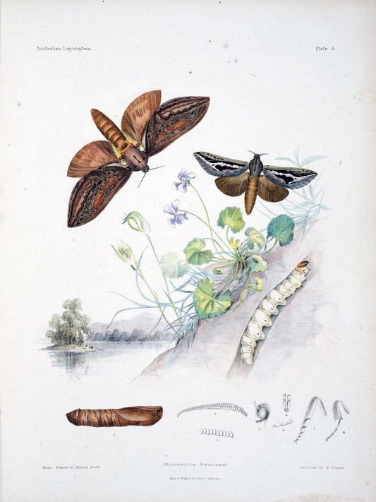 Australian lepidoptera and their transformations, drawn from the life /.London :John van | Australia Lepidoptera "Australian Museum" | Vintage Print Reproduction 459884