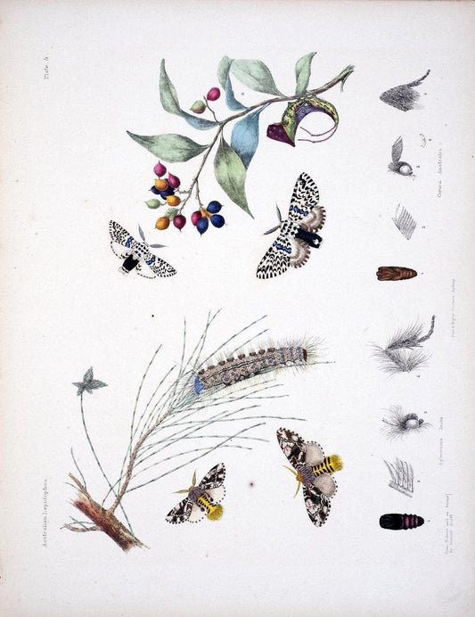 Australian lepidoptera and their transformations, drawn from the life /.London :John van | Australia Lepidoptera "Australian Museum" | Vintage Print Reproduction 459885