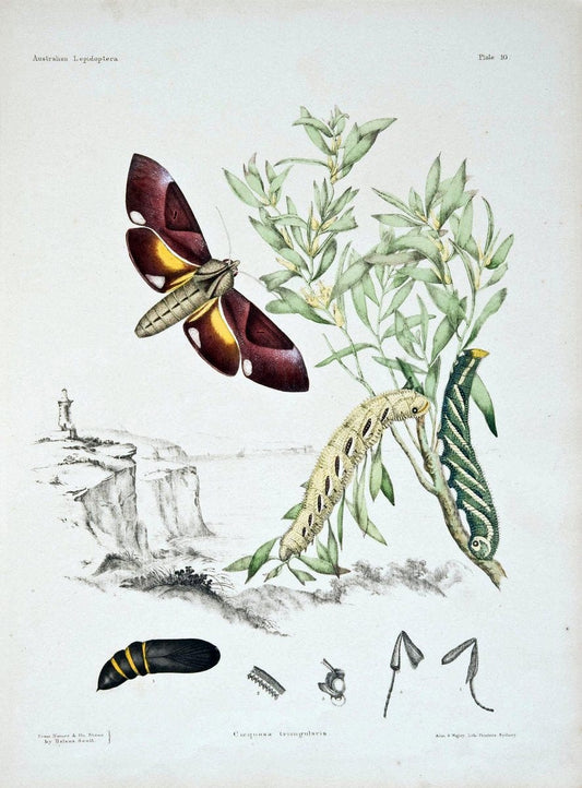 Australian lepidoptera and their transformations, drawn from the life. v.2.London :John | "Australian Museum" geo:country=Australia | Vintage Print Reproduction 459886