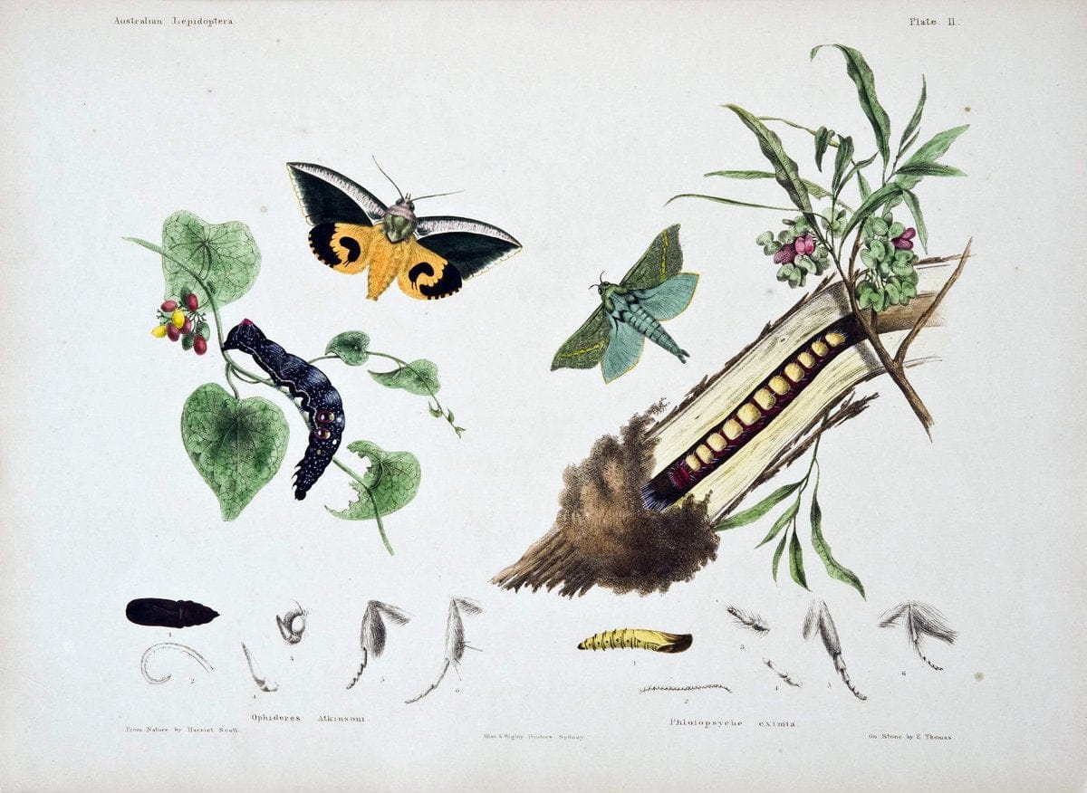 Australian lepidoptera and their transformations, drawn from the life. v.2.London :John | "Australian Museum" geo:country=Australia | Vintage Print Reproduction 459887