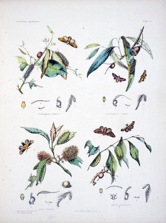Australian lepidoptera and their transformations, drawn from the life /.London :John van | Australia Lepidoptera "Australian Museum" | Vintage Print Reproduction 459888