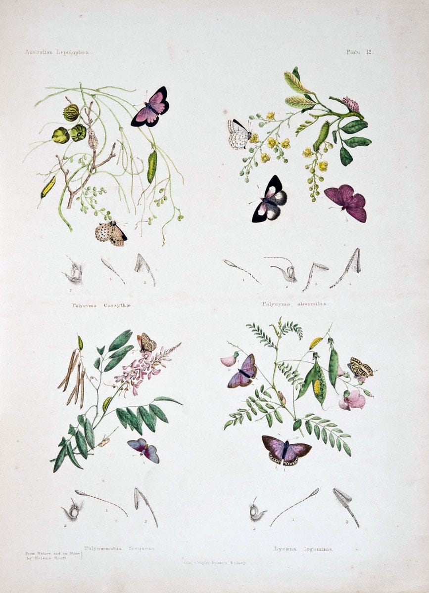 Australian lepidoptera and their transformations, drawn from the life. v.2.London :John | "Australian Museum" geo:country=Australia | Vintage Print Reproduction 459889