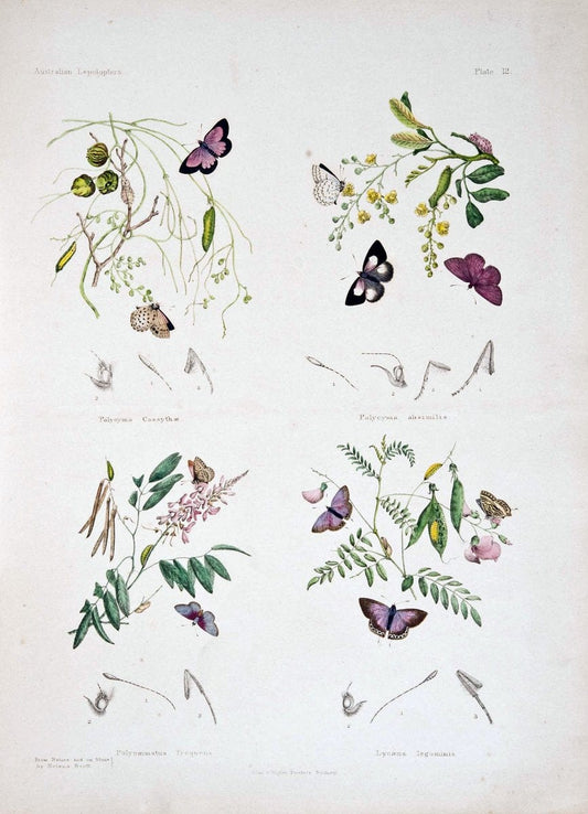 Australian lepidoptera and their transformations, drawn from the life. v.2.London :John | "Australian Museum" geo:country=Australia | Vintage Print Reproduction 459889