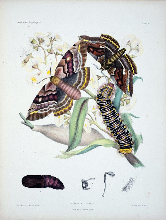 Australian lepidoptera and their transformations, drawn from the life /.London :John van | Australia Lepidoptera "Australian Museum" | Vintage Print Reproduction 459890