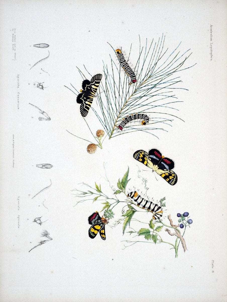 Australian lepidoptera and their transformations, drawn from the life /.London :John van | Australia Lepidoptera "Australian Museum" | Vintage Print Reproduction 459891