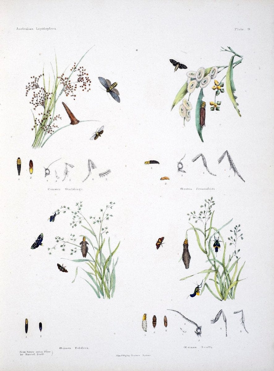 Australian lepidoptera and their transformations, drawn from the life /.London :John van | Australia Lepidoptera "Australian Museum" | Vintage Print Reproduction 459893