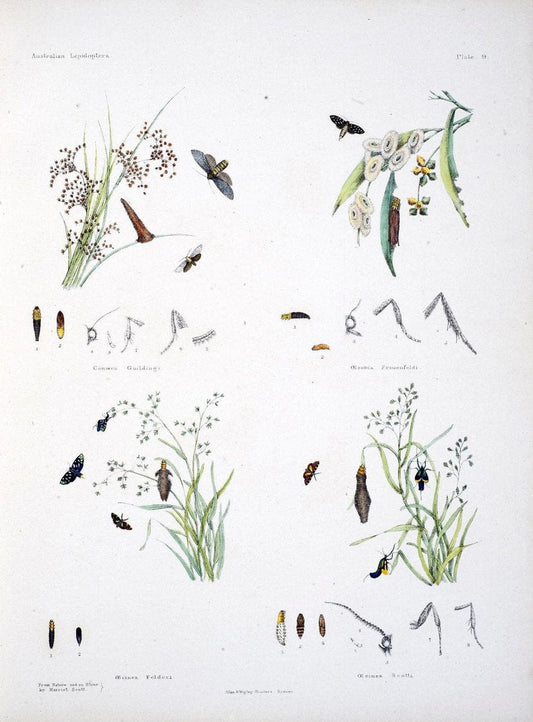 Australian lepidoptera and their transformations, drawn from the life /.London :John van | Australia Lepidoptera "Australian Museum" | Vintage Print Reproduction 459893