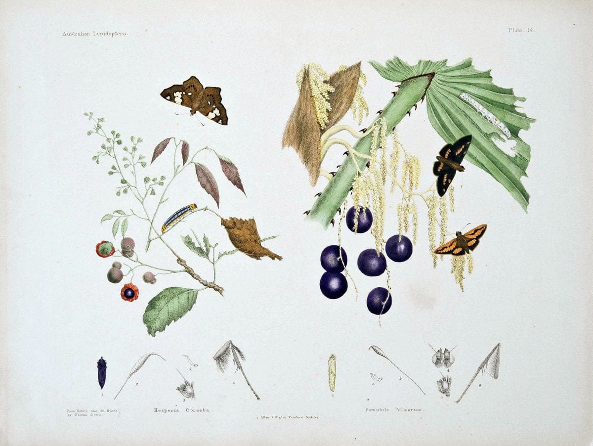 Australian lepidoptera and their transformations|geo:country=Australia Lepidoptera Australia "Cephrenes augiades" "taxonomy:binomial=Cephrenes augiades" "Orange Palm Dart" |Vintage Reproduction 459895