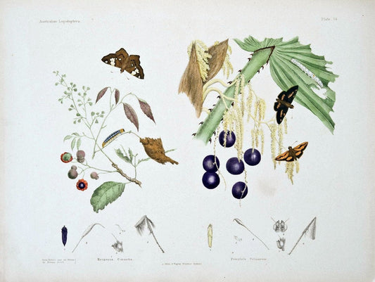 Australian lepidoptera and their transformations|geo:country=Australia Lepidoptera Australia "Cephrenes augiades" "taxonomy:binomial=Cephrenes augiades" "Orange Palm Dart" |Vintage Reproduction 459895