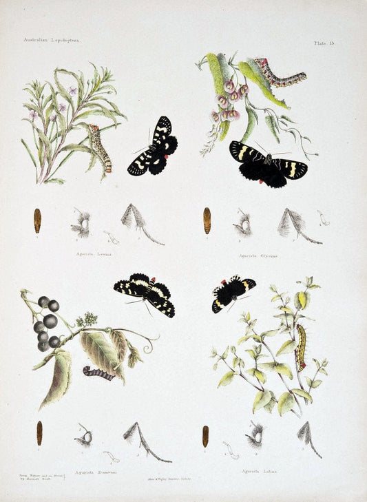 Australian lepidoptera and their transformations, drawn from the life. v.2.London :John | "Australian Museum" geo:country=Australia | Vintage Print Reproduction 459896
