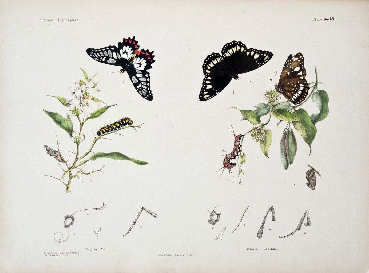 Australian lepidoptera and their transformations|geo:country=Australia Lepidoptera Saturniidae Australia "Opodiphthera astrophela" "taxonomy:binomial=Opodiphthera astrophela" | Reproduction 459897