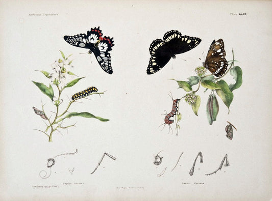 Australian lepidoptera and their transformations|geo:country=Australia Lepidoptera Saturniidae Australia "Opodiphthera astrophela" "taxonomy:binomial=Opodiphthera astrophela" | Reproduction 459897