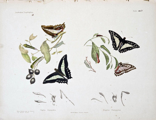 Australian lepidoptera and their transformations, drawn from the life. v.2.London :John | "Australian Museum" geo:country=Australia | Vintage Print Reproduction 459898