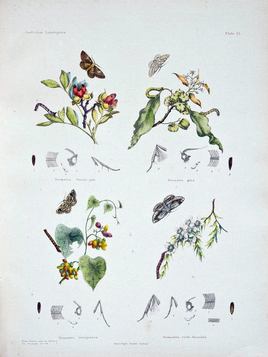 Australian lepidoptera and their transformations, drawn from the life. v.2.London :John | "Australian Museum" geo:country=Australia | Vintage Print Reproduction 459902