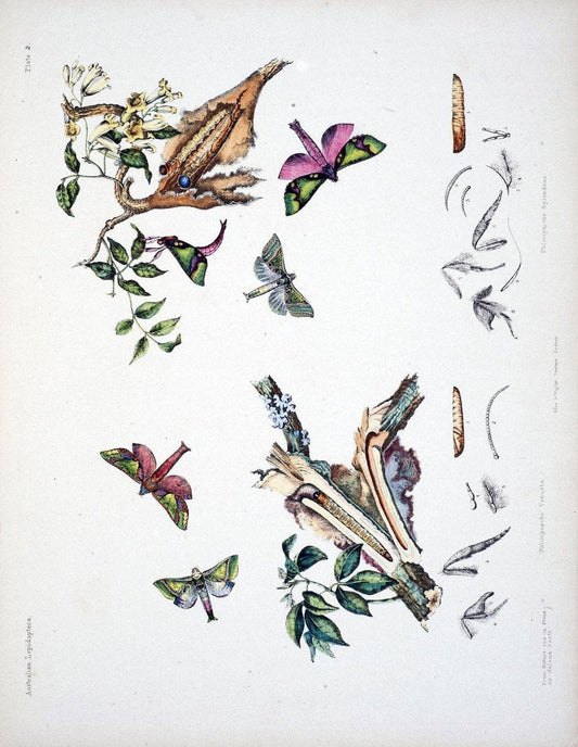 Australian lepidoptera and their transformations, drawn from the life /.London :John van | Australia Lepidoptera "Australian Museum" | Vintage Print Reproduction 459903
