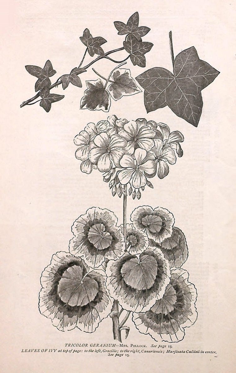 Autumn catalogue of floricultural stock.  /.Buffalo, NY :Long Brothers.  | Vintage Print Reproduction 459905