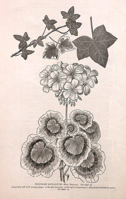Autumn catalogue of floricultural stock.  /.Buffalo, NY :Long Brothers.  | Vintage Print Reproduction 459905