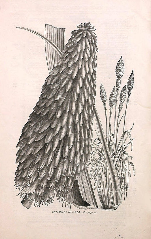 Autumn catalogue of floricultural stock.  /.Buffalo, NY :Long Brothers.  | Vintage Print Reproduction 459906