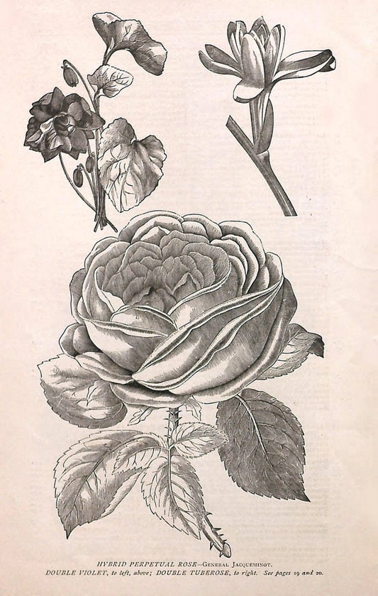 Autumn catalogue of floricultural stock.  /.Buffalo, NY :Long Brothers.  | Vintage Print Reproduction 459907