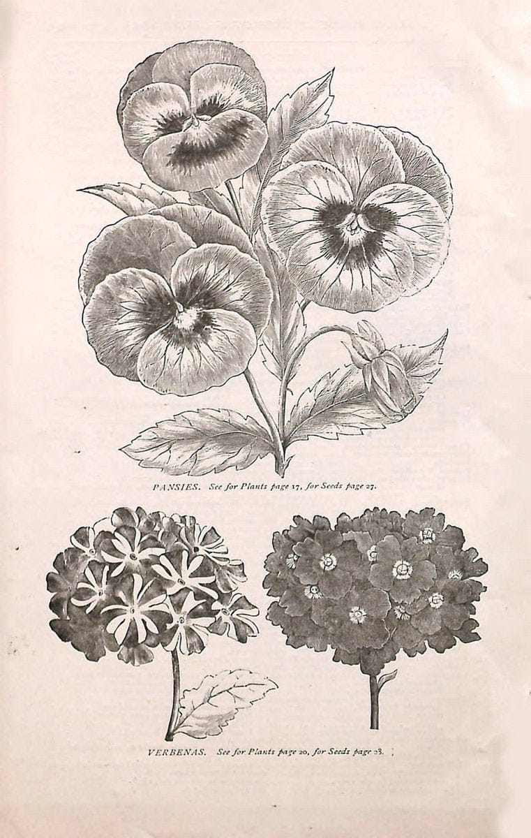 Autumn catalogue of floricultural stock.  /.Buffalo, NY :Long Brothers.  | Vintage Print Reproduction 459910