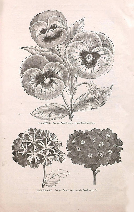 Autumn catalogue of floricultural stock.  /.Buffalo, NY :Long Brothers.  | Vintage Print Reproduction 459910