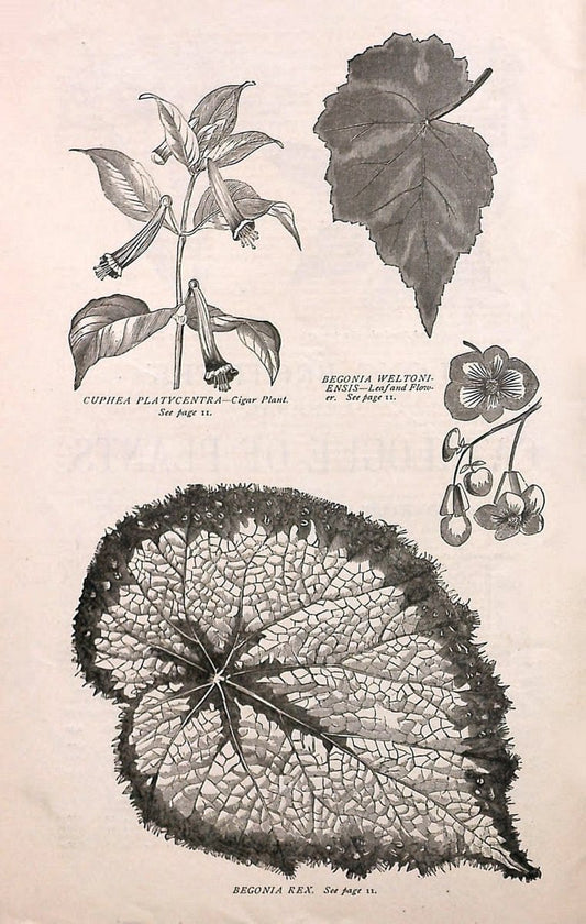 Autumn catalogue of floricultural stock.  /.Buffalo, NY :Long Brothers.  | Vintage Print Reproduction 459911