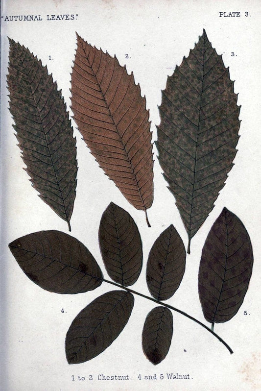 Autumnal leavesLondon :K. Paul, Trench, and Co.,1885. |  | Vintage Print Reproduction 459914