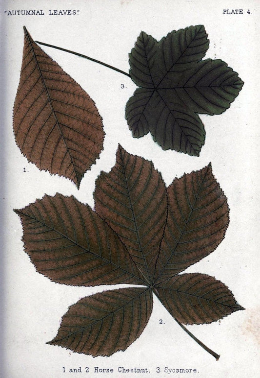 Autumnal leavesLondon :K. Paul, Trench, and Co.,1885. |  | Vintage Print Reproduction 459915
