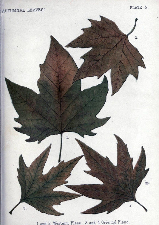 Autumnal leavesLondon :K. Paul, Trench, and Co.,1885. |  | Vintage Print Reproduction 459916