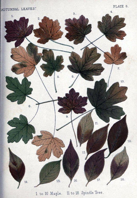 Autumnal leavesLondon :K. Paul, Trench, and Co.,1885. |  | Vintage Print Reproduction 459917