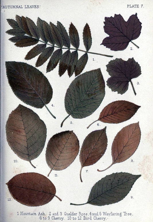 Autumnal leavesLondon :K. Paul, Trench, and Co.,1885. |  | Vintage Print Reproduction 459918