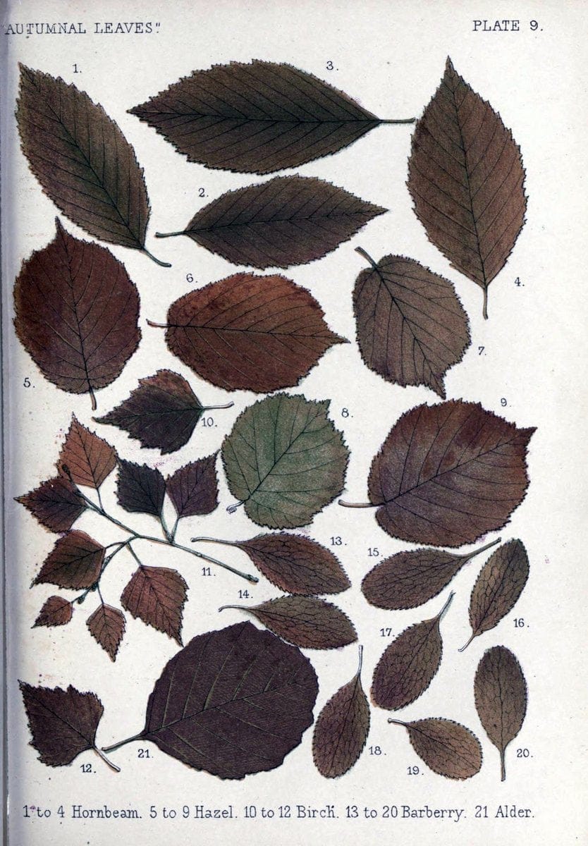Autumnal leavesLondon :K. Paul, Trench, and Co.,1885. |  | Vintage Print Reproduction 459920
