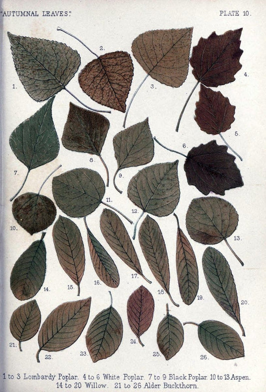 Autumnal leavesLondon :K. Paul, Trench, and Co.,1885. |  | Vintage Print Reproduction 459921