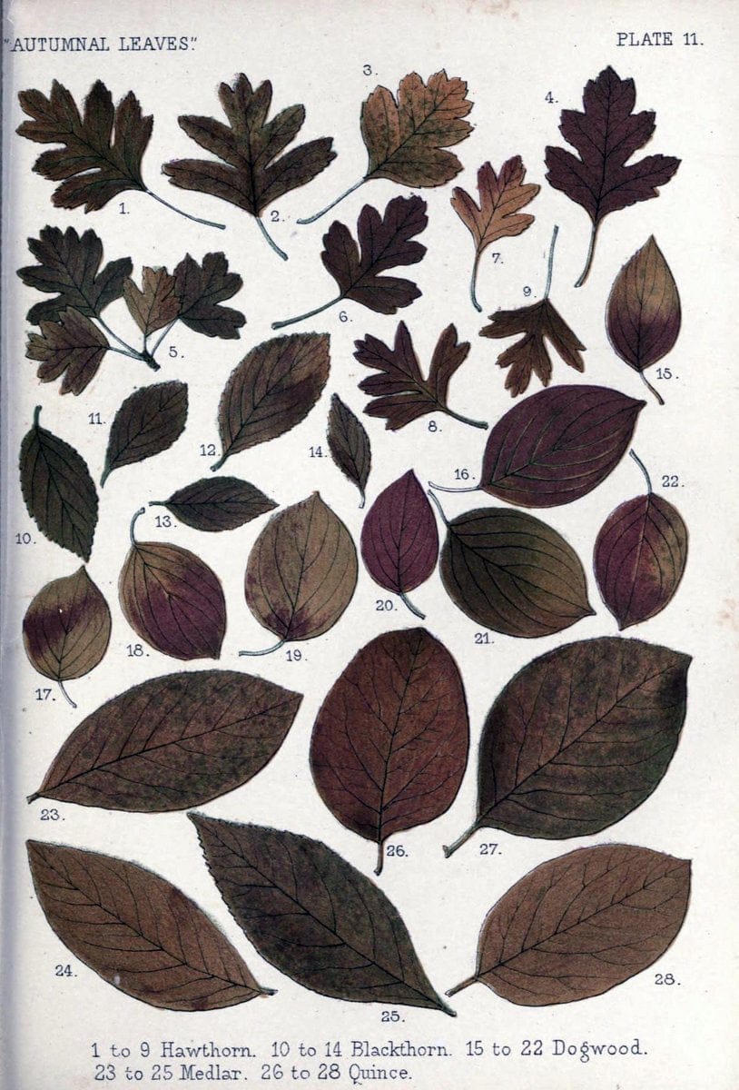 Autumnal leavesLondon :K. Paul, Trench, and Co.,1885. |  | Vintage Print Reproduction 459922