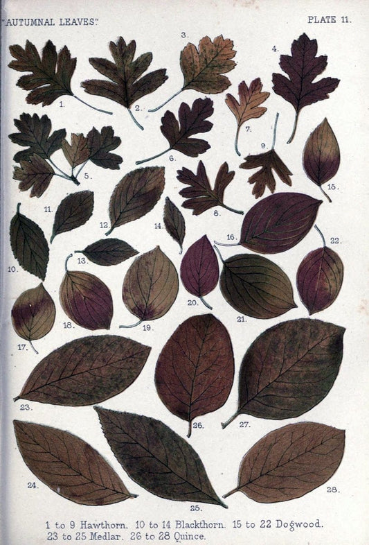 Autumnal leavesLondon :K. Paul, Trench, and Co.,1885. |  | Vintage Print Reproduction 459922