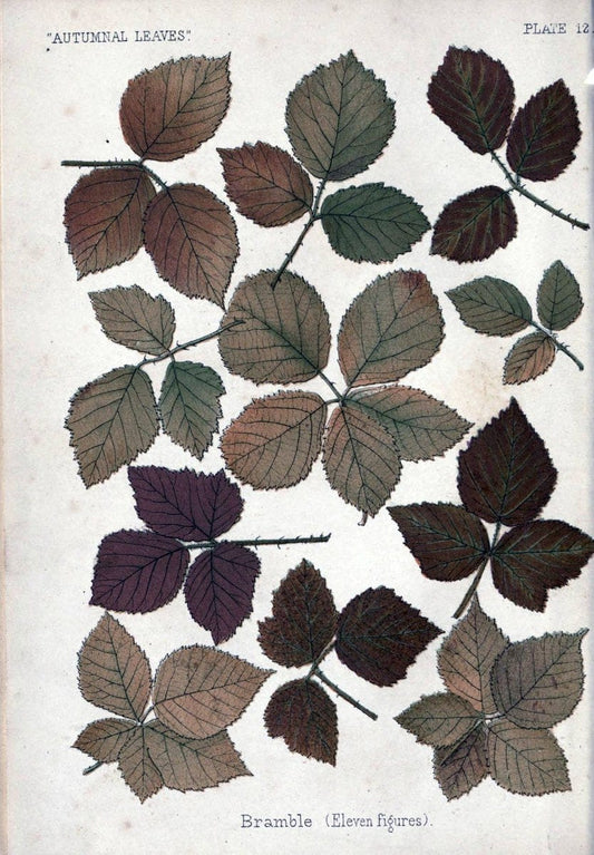 Autumnal leavesLondon :K. Paul, Trench, and Co.,1885. |  | Vintage Print Reproduction 459923