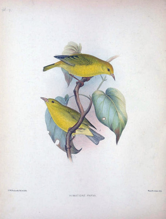 Aves Hawaiienses :.London :R.H. Porter,1890-1899.. |  | Vintage Print Reproduction 459924