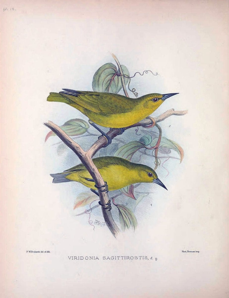 Aves Hawaiienses :.London :R.H. Porter,1890-1899.. |  | Vintage Print Reproduction 459925