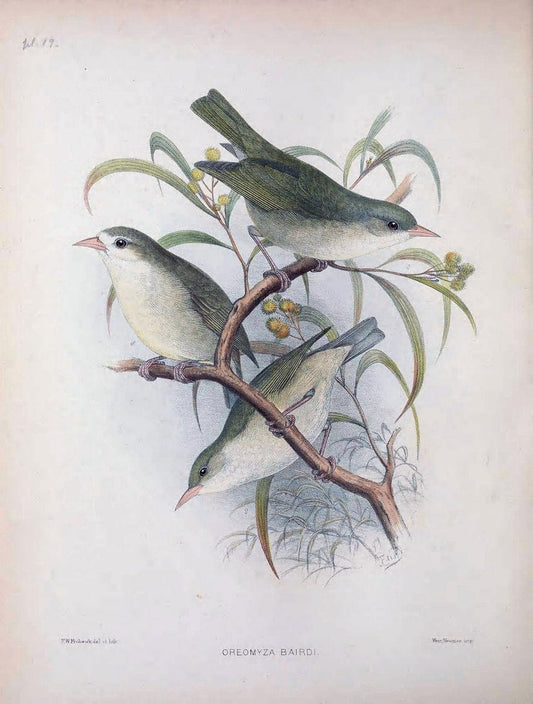 Aves Hawaiienses :.London :R.H. Porter,1890-1899.. |  | Vintage Print Reproduction 459926
