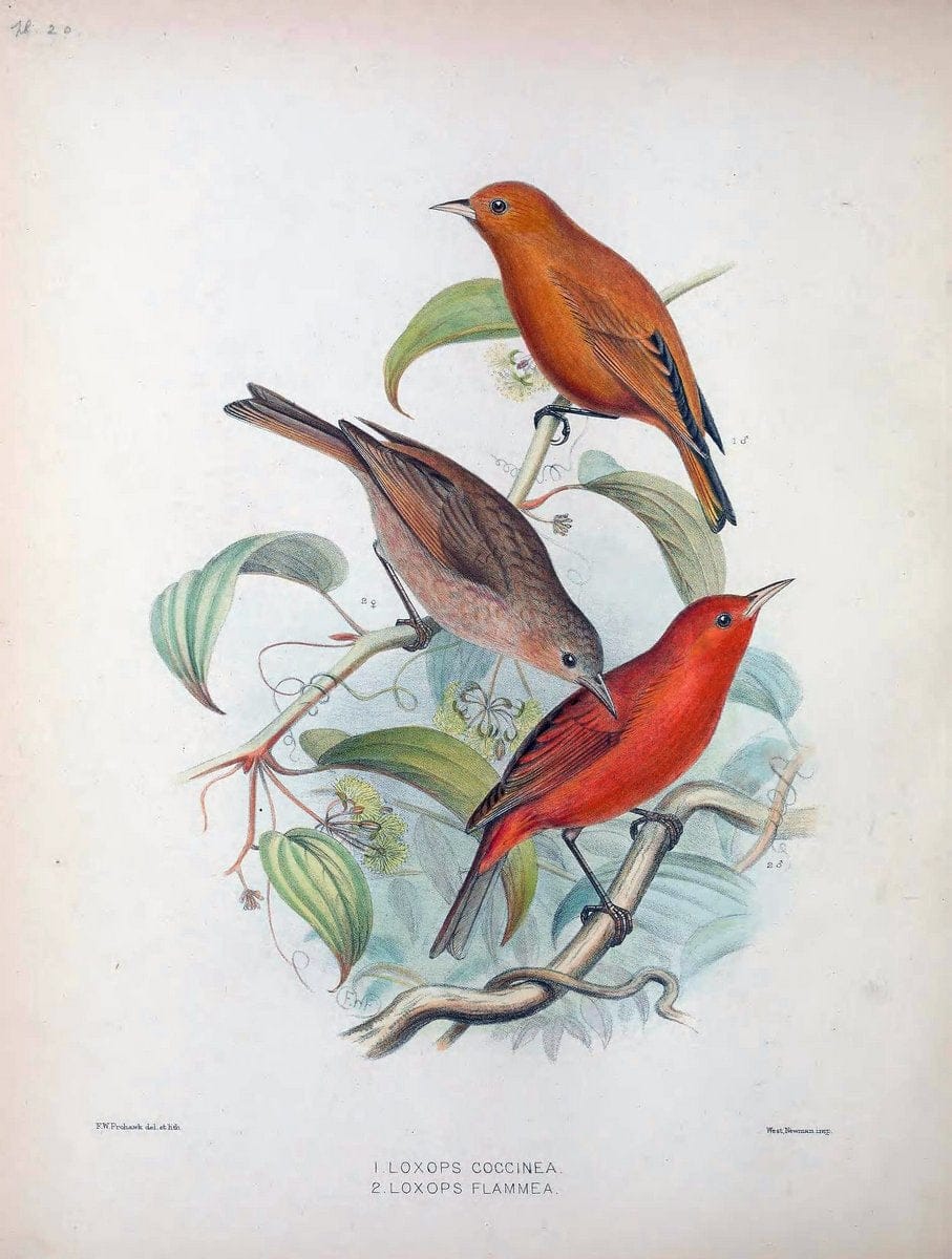 Aves Hawaiienses :.London :R.H. Porter,1890-1899.. |  | Vintage Print Reproduction 459927