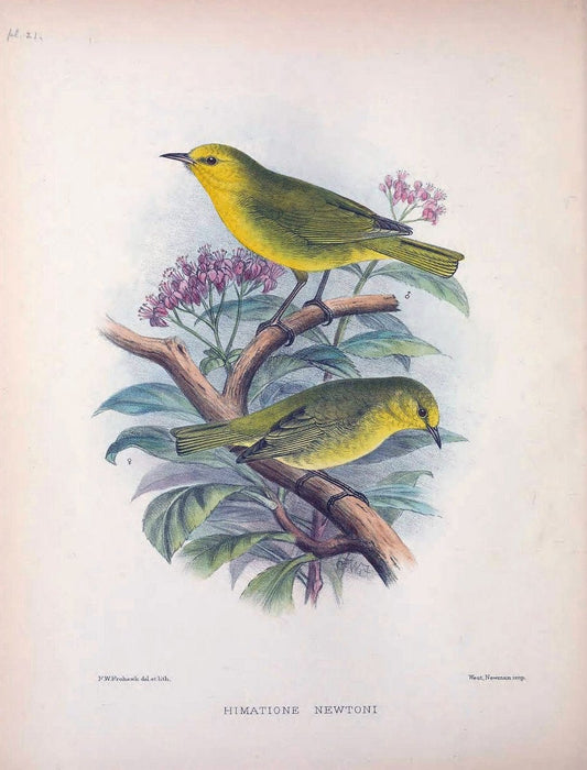 Aves Hawaiienses :.London :R.H. Porter,1890-1899.. |  | Vintage Print Reproduction 459928