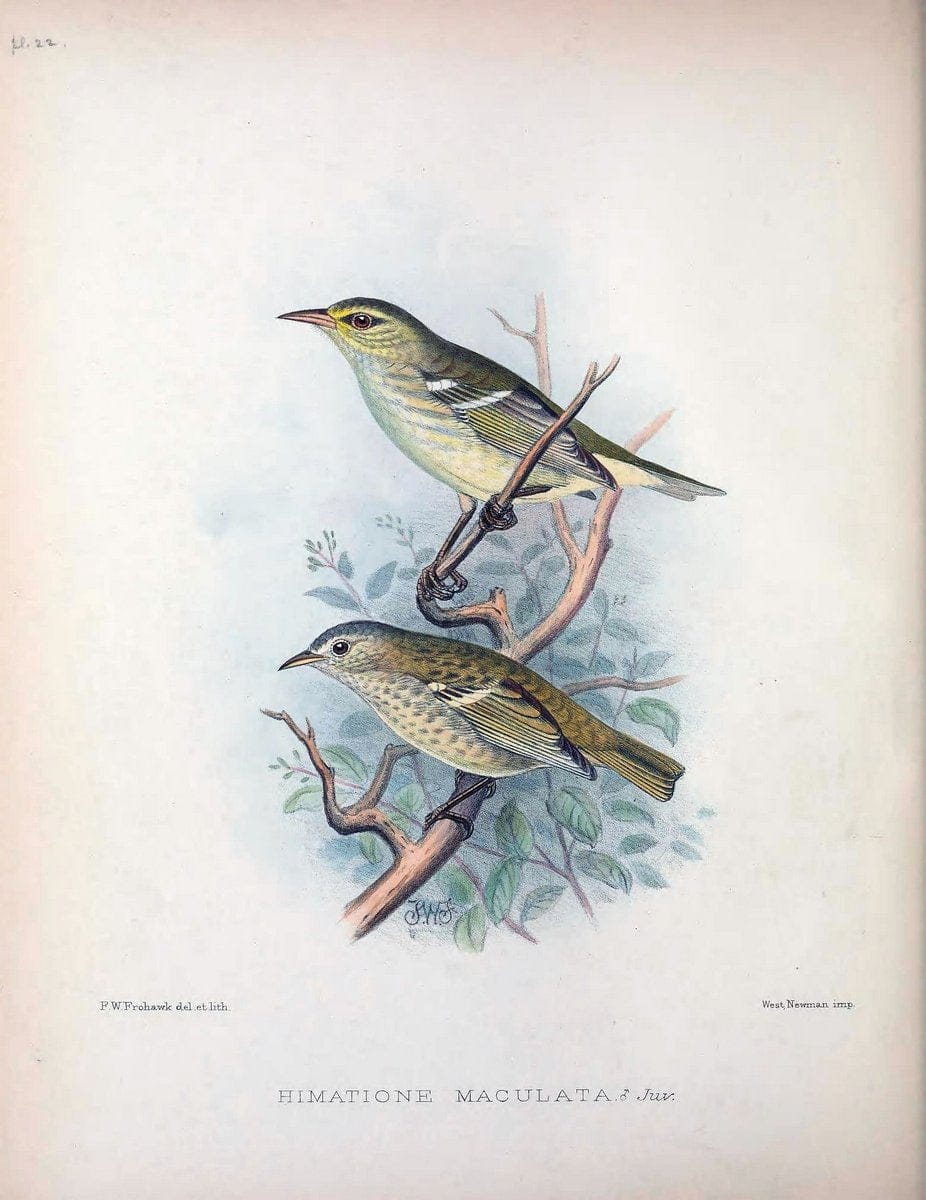 Aves Hawaiienses :.London :R.H. Porter,1890-1899.. |  | Vintage Print Reproduction 459929