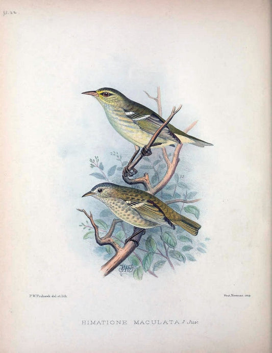Aves Hawaiienses :.London :R.H. Porter,1890-1899.. |  | Vintage Print Reproduction 459929