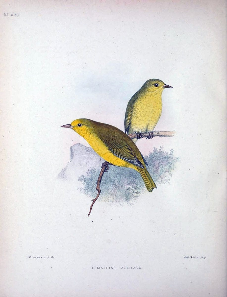 Aves Hawaiienses :.London :R.H. Porter,1890-1899.. |  | Vintage Print Reproduction 459930