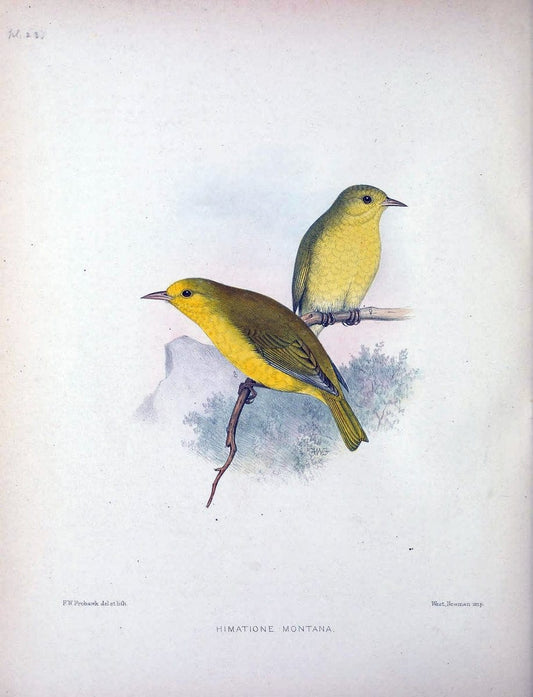 Aves Hawaiienses :.London :R.H. Porter,1890-1899.. |  | Vintage Print Reproduction 459930