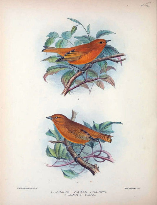 Aves Hawaiienses :.London :R.H. Porter,1890-1899.. |  | Vintage Print Reproduction 459932